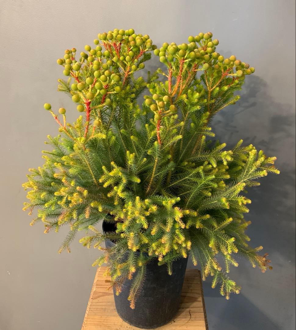 バーゼリア ラヌギノーサ 6号 4