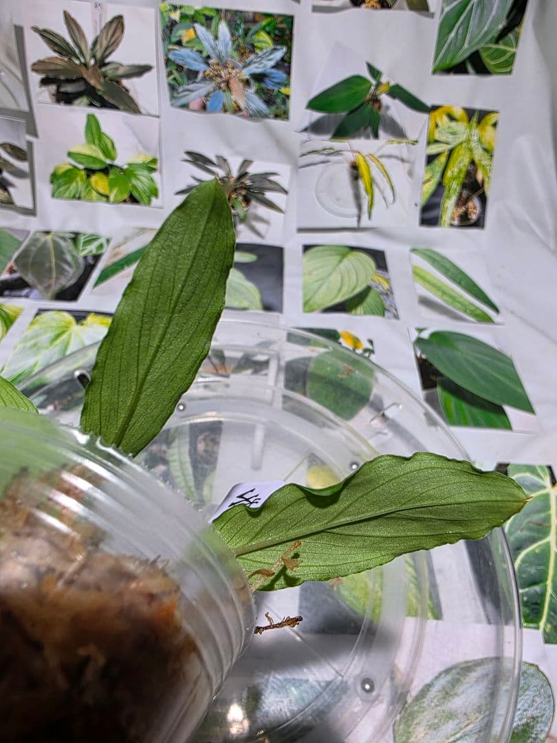 熱帯植物　LA便　ホマロメナ　濡烏×ユークレース