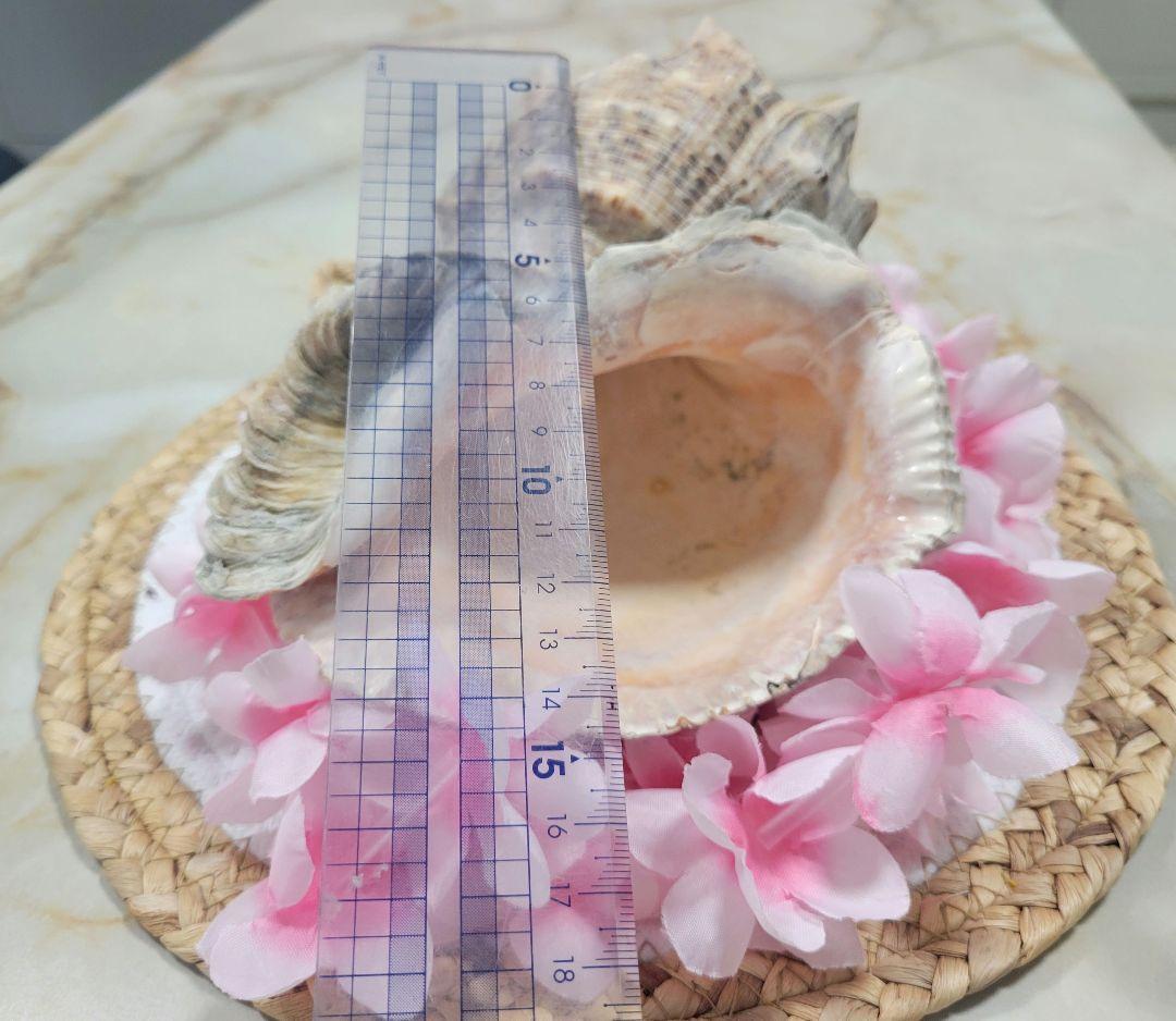 大きくなった西貝 中がピンクで可愛いです。 海の中からあがってきました。