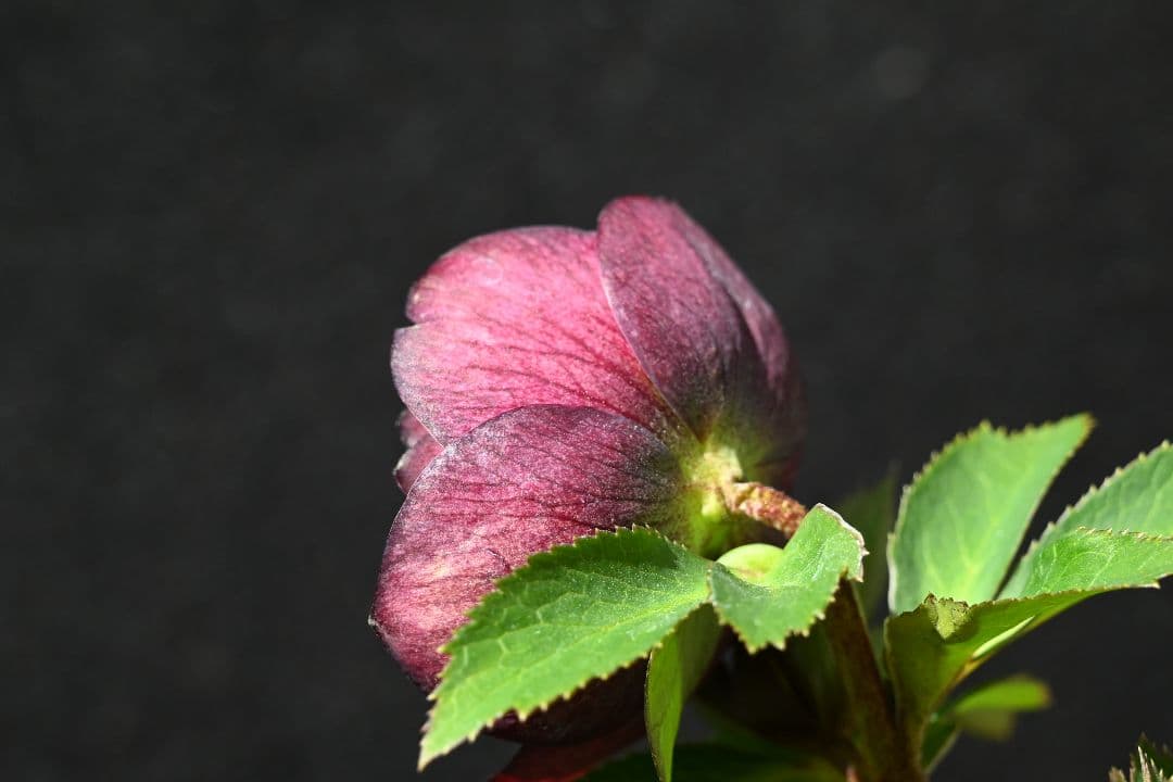 クリスマスローズ　多弁系ダークレッド　加藤農園