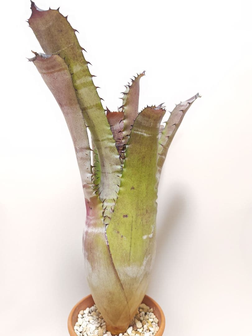 ホヘンメア　（エクメア　✕　ホヘンベルギア）