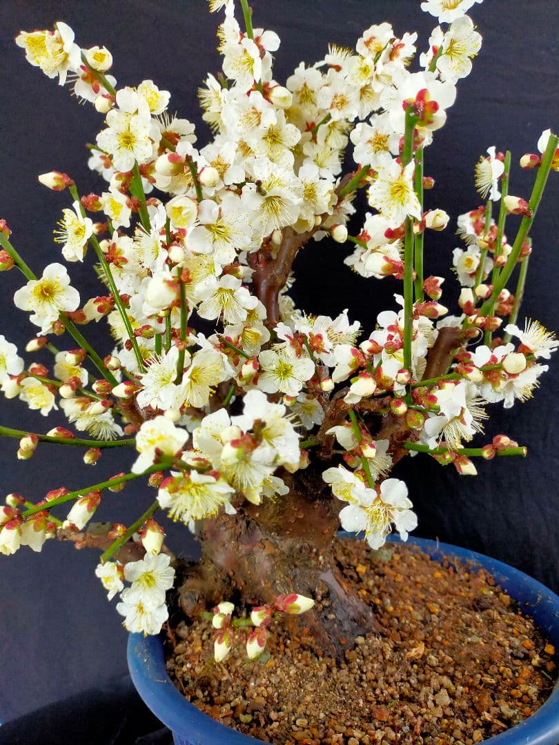 梅盆栽　冬至梅