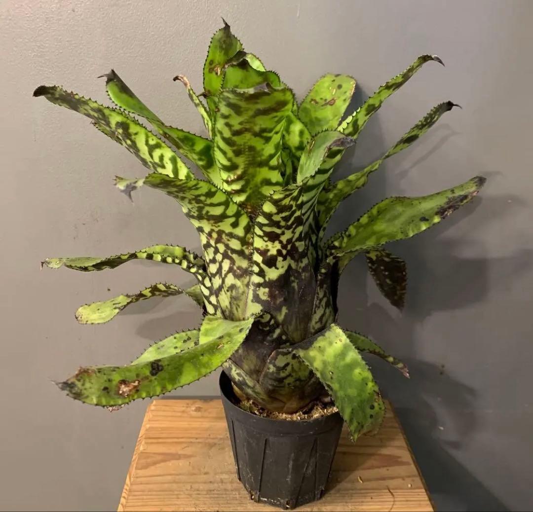 エクメア ブラックビューティー 1