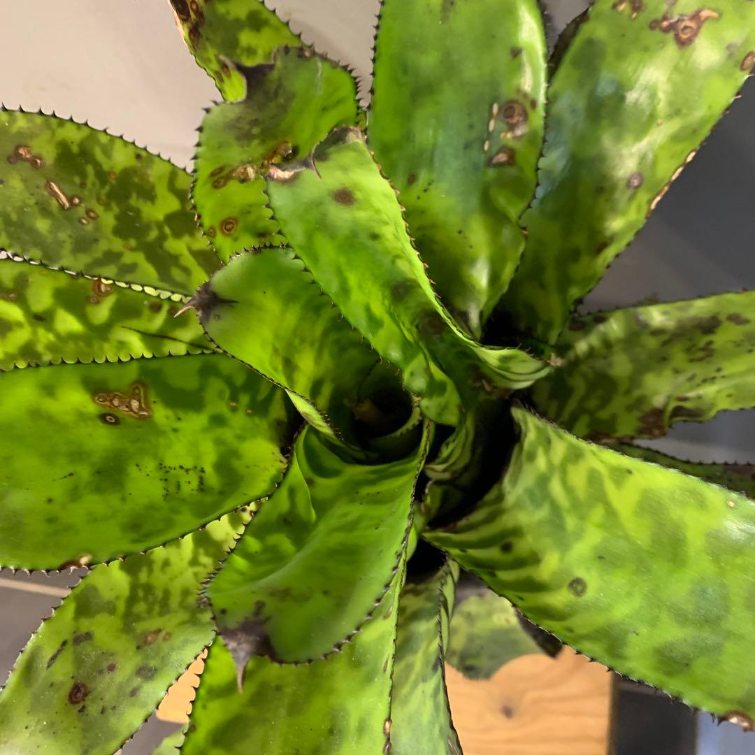 エクメア ブラックビューティー 1