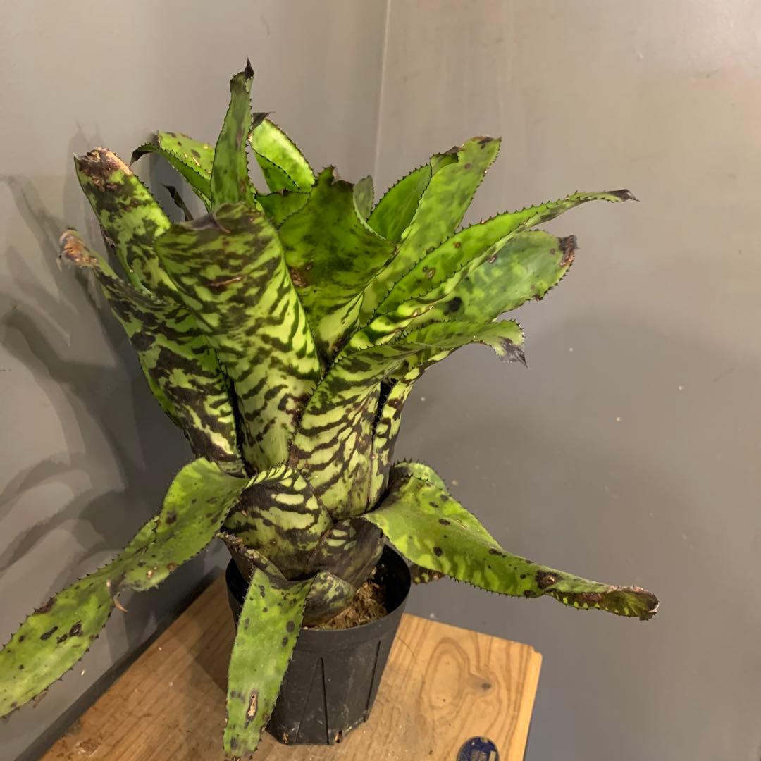 エクメア ブラックビューティー 1