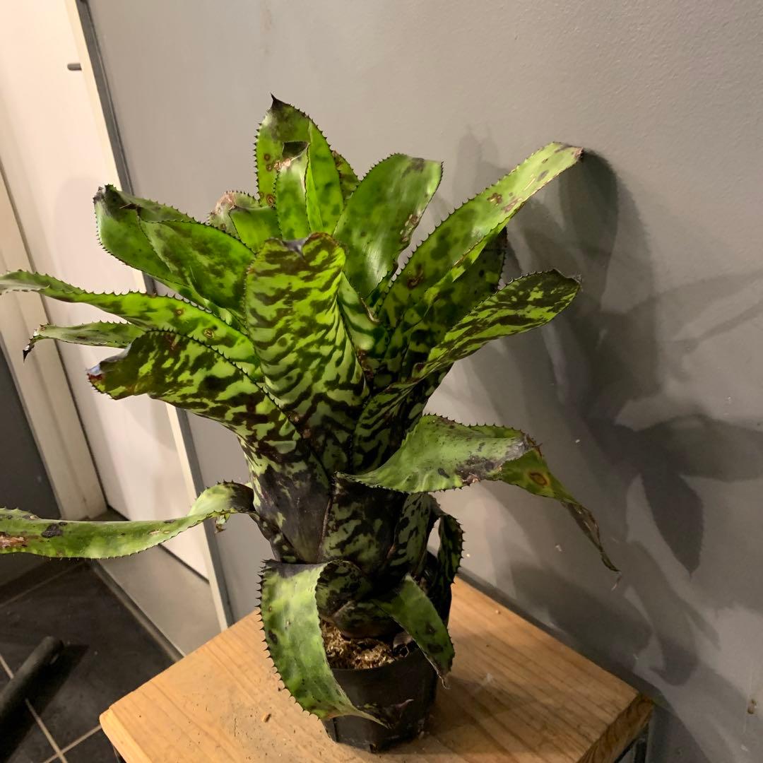 エクメア ブラックビューティー 1