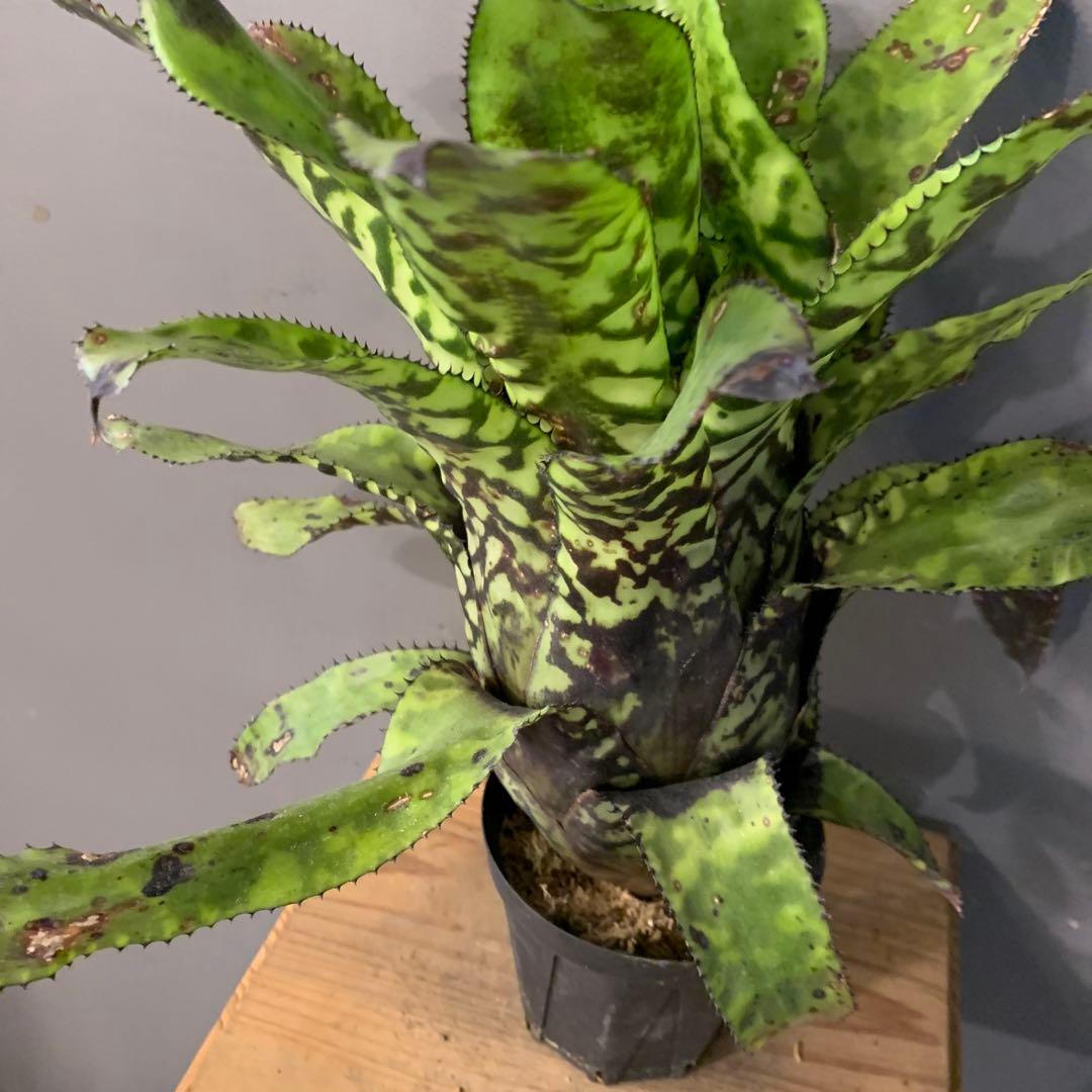 エクメア ブラックビューティー 1