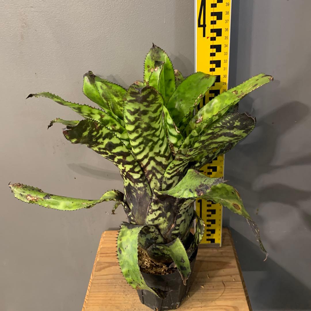 エクメア ブラックビューティー 1