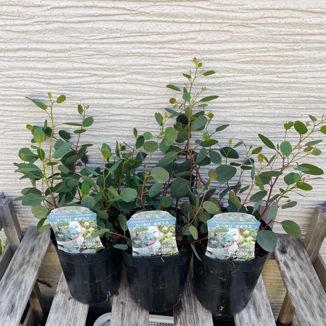 《匿名配送》ユーカリ ポポラス ※バラ売りは１点 2400円