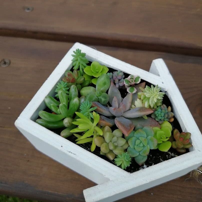 多肉の壁掛けインテリア